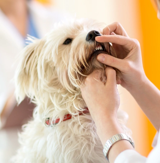 Comprehensive Pet Dental Care
