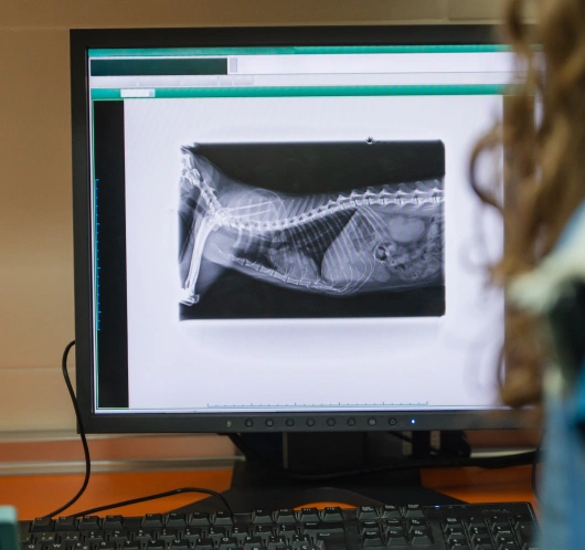Pet Digital Radiography