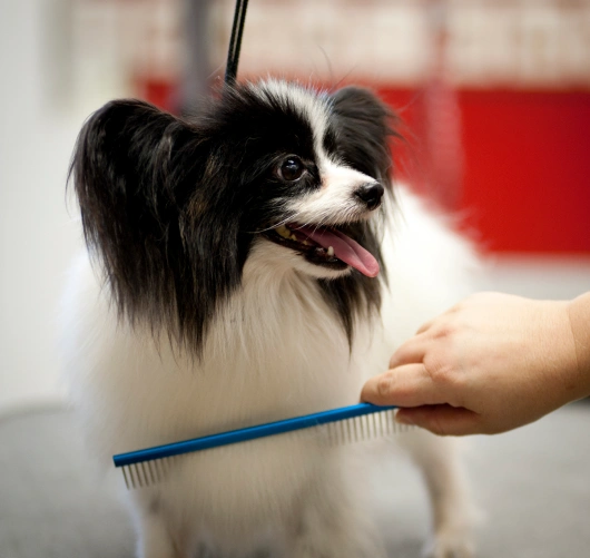 Pet Grooming