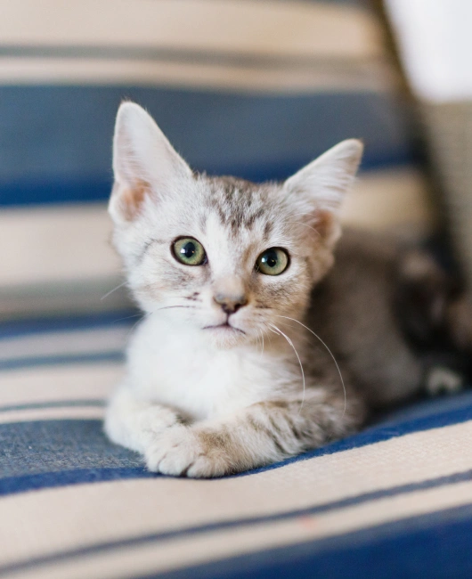 Pet Wellness Program