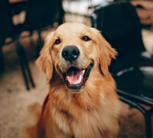 Pet Preventive Care
