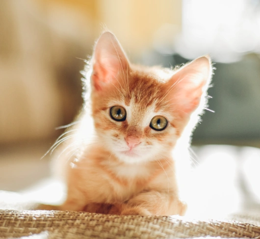 Puppy and Kitten Care