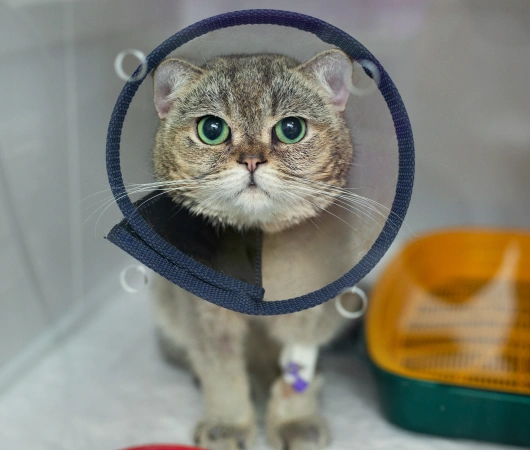 Veterinary Surgical Services