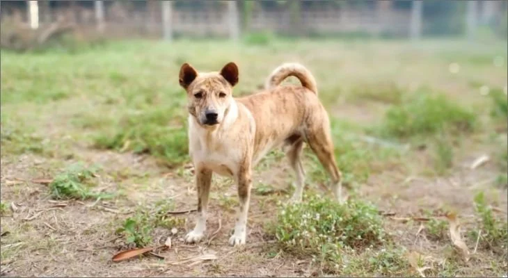 Vertigo or Old Dog Vestibular Syndrome