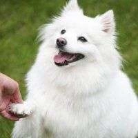 Basic Dog Training