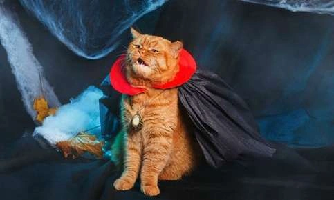Best Pet Costumes