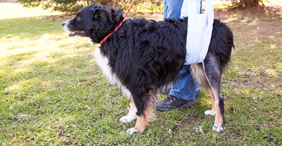 Canine Hip Dysplasia: Causes & Treatment