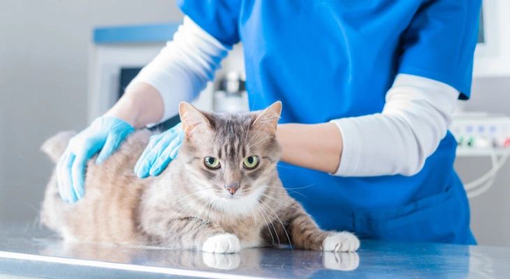 Could Your Cat Have a Neurological Disorder?