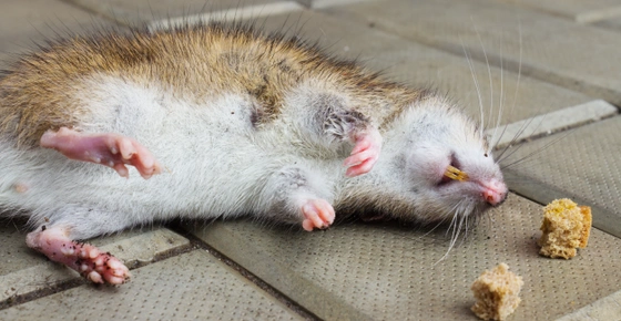 Dangers of Rodent Bait