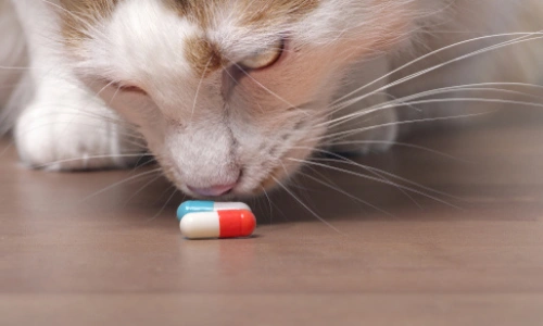 Keep Your Pets Safe From Toxic Household Items