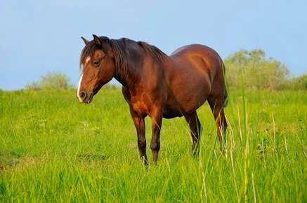 Lameness in Horses