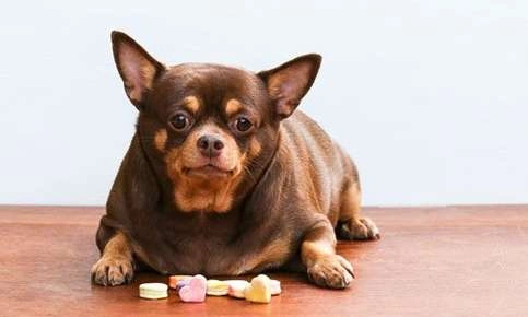 Obesity and Diabetes in Pets