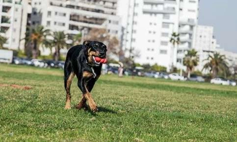 Pet-Friendly Exercises Offer Benefits for Both You and Your Pet