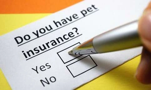 Pet Health Insurance