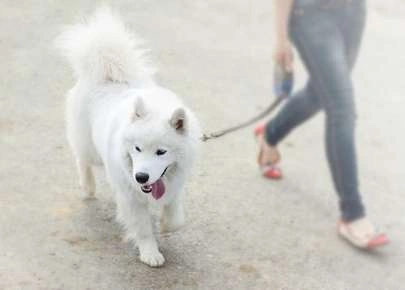 Protect Your Pet from Painful Paw Pad Burns