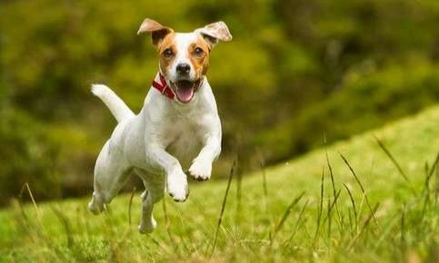 Small Dog Health Problems