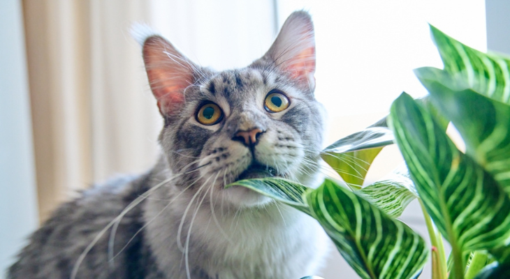 January Newsletter: How Your Veterinarian Can Help If Your Pet Ingests Something Toxic