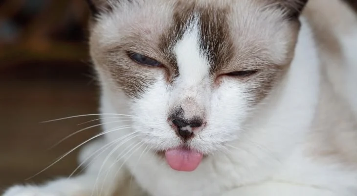 Feline Stomatitis: Treatments