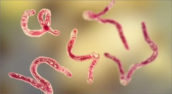 Hookworm