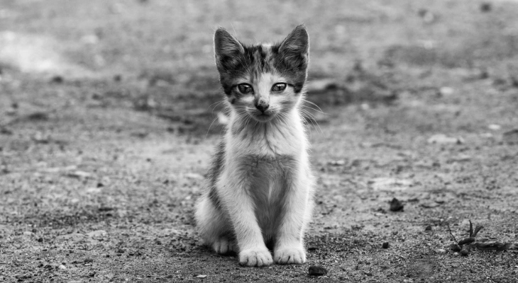 September Newsletter: 5 Warning Signs Your Pet Needs Urgent Care