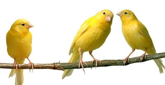 Canaries