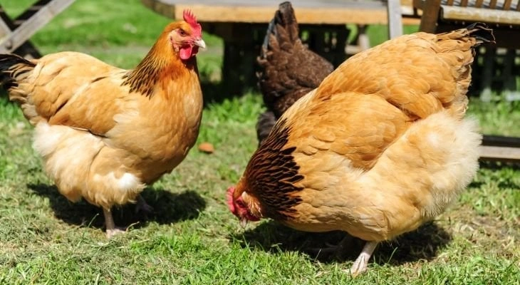 Chickens