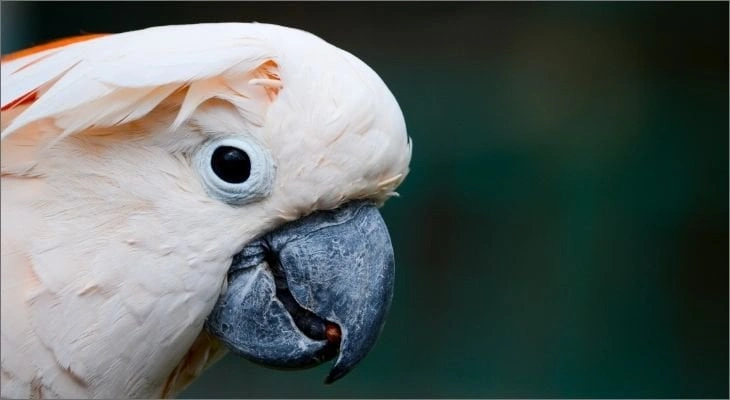 Cockatoos