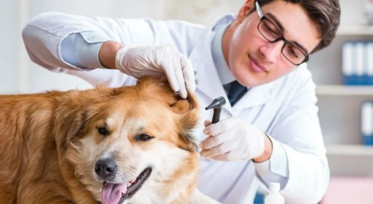 Exams and Vaccinations