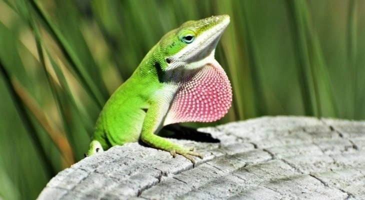 Green Anoles