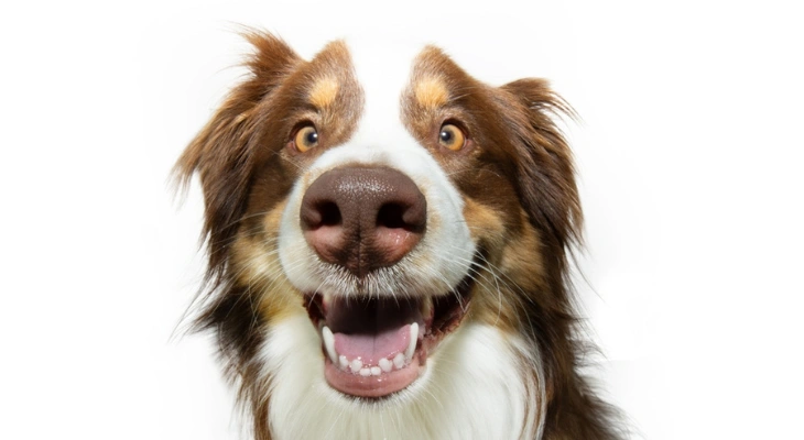 September Newsletter: How Often Should You Schedule a Dental Cleaning for Your Pet?