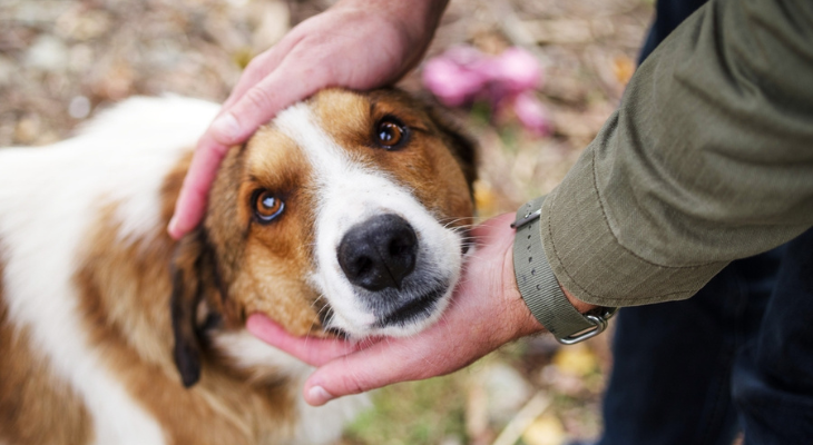 August Newsletter: How Your Veterinarian Can Help with Pet Eye Infections