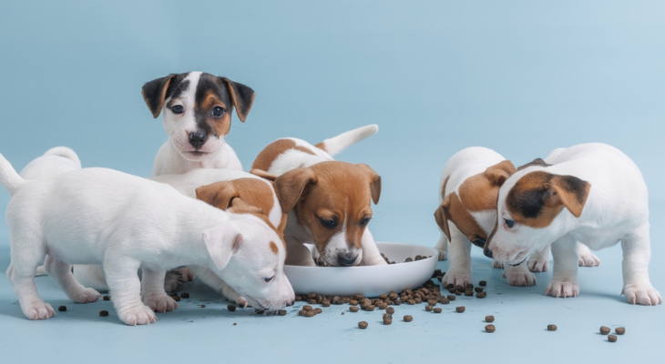 February Newsletter: How to Choose the Right Food for Your Puppy