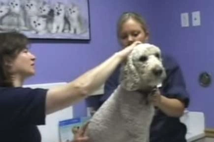 LabraDoodle