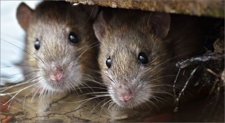 Rats