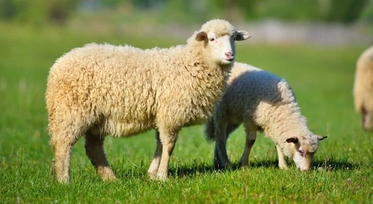 Sheep