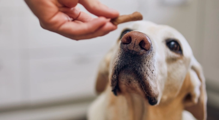 December Newsletter: Signs Your Pet Needs a Professional Cleaning