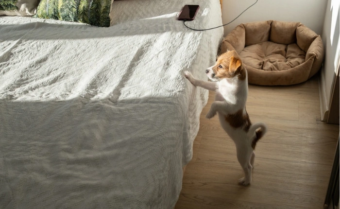 April Newsletter: Signs Your Senior Pet May Have Mobility Issues