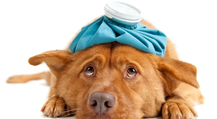 April Newsletter: Signs of a Pet Emergency and What to Do