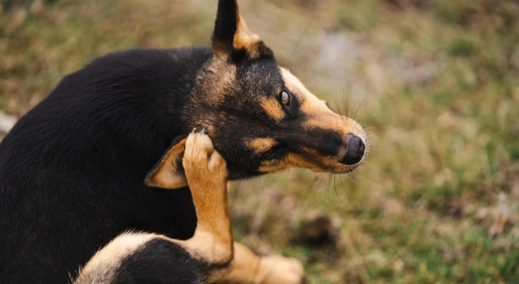 December Newsletter: Simple Ways to Keep Your Home Flea-Free for Your Pet’s Well-being