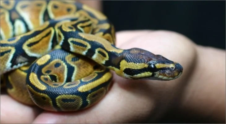 Snakes