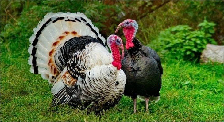 Turkeys