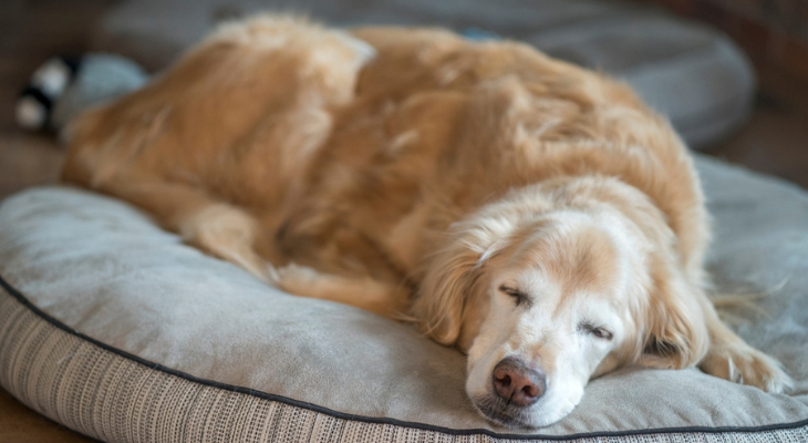 September Newsletter: What to Expect When You Adopt a Senior Dog