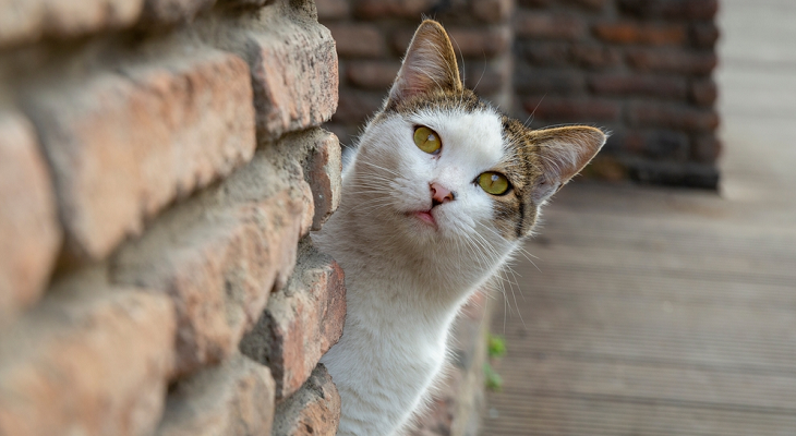 November Newsletter: Why You Should Microchip Your Cat