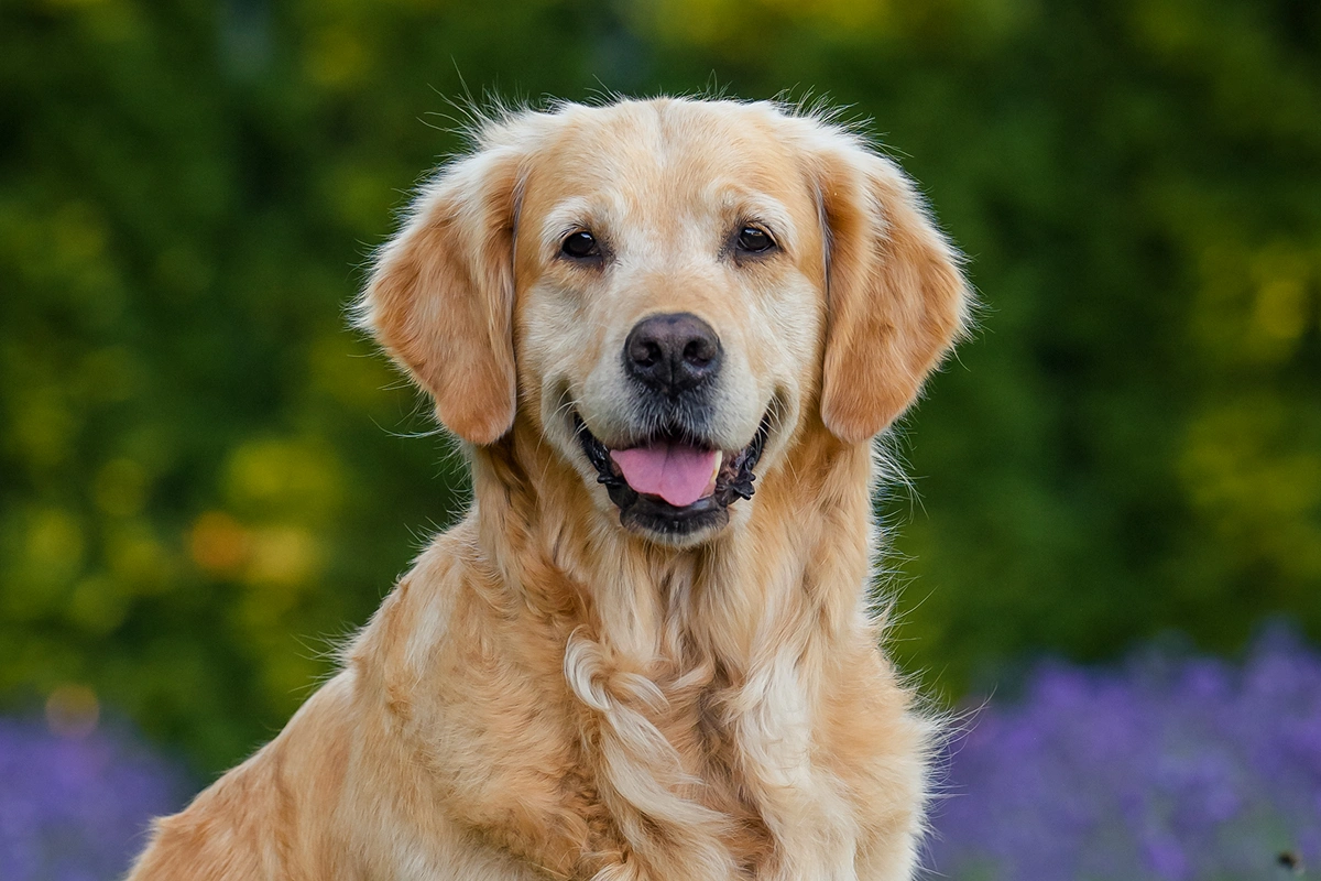 A Tired Dog is a Happy Dog