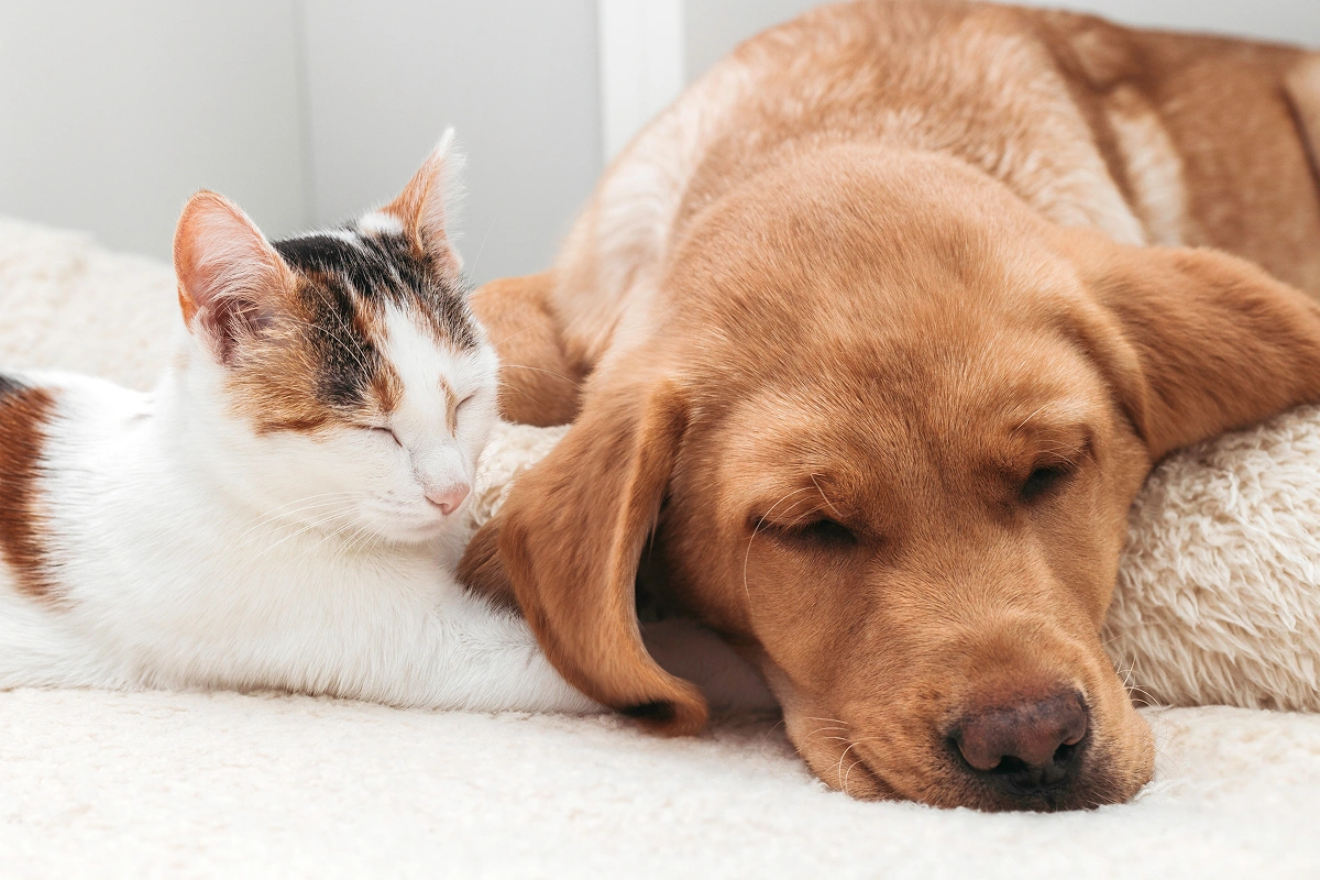 Are You Leaving Your Pet Alone?
