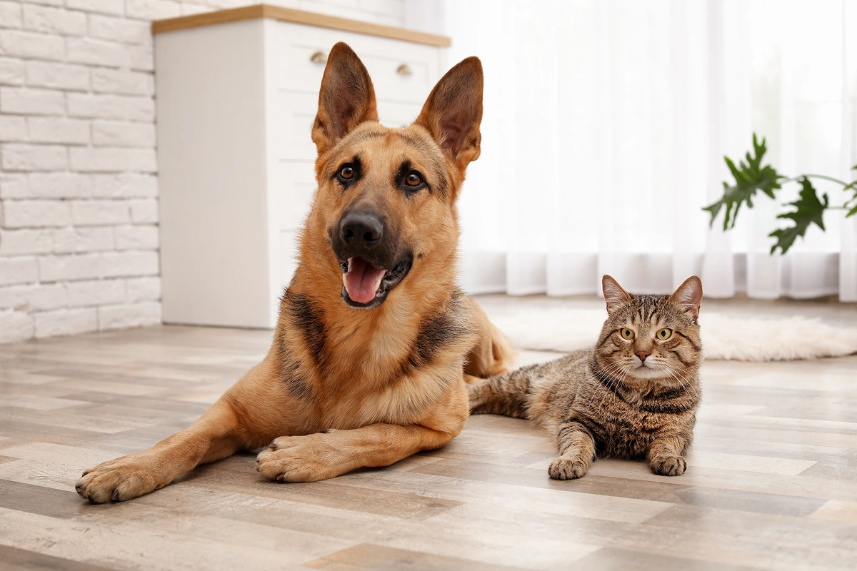 Assisting Anxious Pets