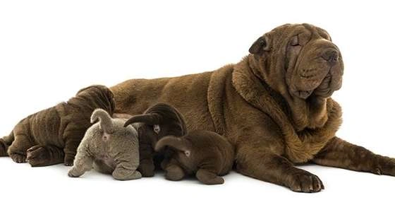 Breeder