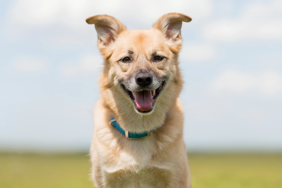 Bringing Dog Vision in Focus