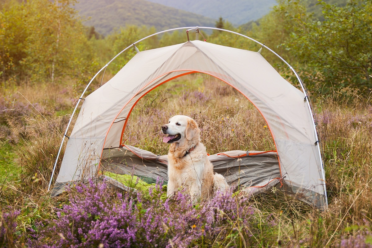 Camping With Your Pets