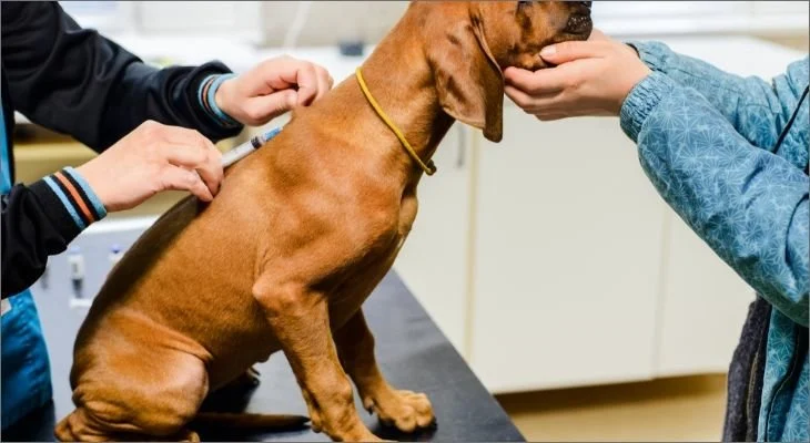 Canine Distemper